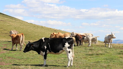 Fototapeta na wymiar élevage de vache en Auvergne pour le fromage saint-nectaire