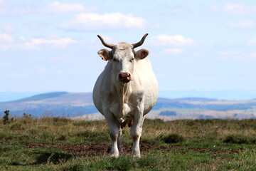 élevage de vache en Auvergne pour le fromage saint-nectaire