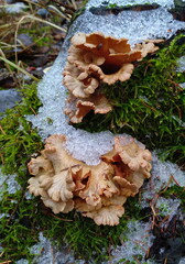 mushrooms on a tree