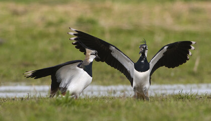 Kievit, Northern Lapwing, Vanellus vanellus