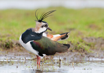 Kievit, Northern Lapwing, Vanellus vanellus