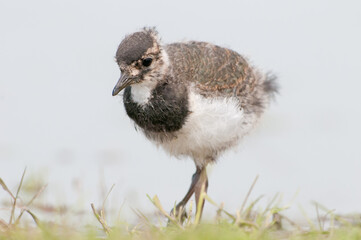 Kievit, Northern Lapwing, Vanellus vanellus