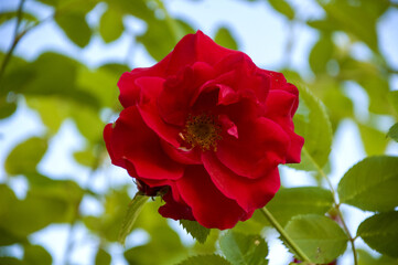 Garden red rose buds close up