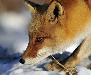 Obraz premium Red Fox, Vos, Vulpes vulpes