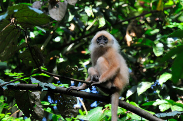 Rode Langoer, Red Leaf Monkey, Presbytis rubicunda