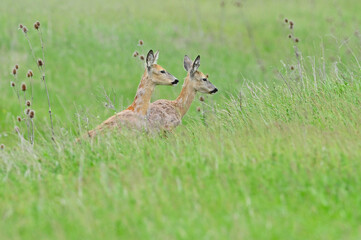 Ree, Roe deer, Capreolus capreolus