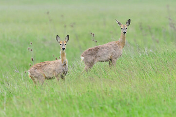 Ree, Roe deer, Capreolus capreolus