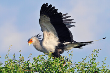Secretarisvogel, Secretary Bird, Sagittarius serpentarius