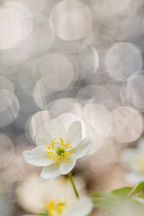 Wood anemone,Anemone nemorosa,white spring flowers with sunlight in nature