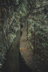 Water in Levada do Caldeirao Verde, path in the forest, hike in Madeira island