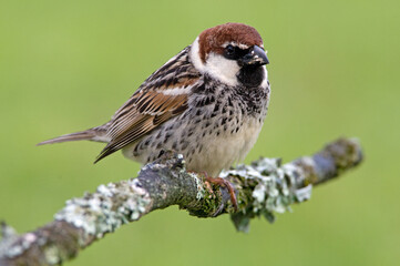 Spaanse Mus, Spanish Sparrow, Passer hispaniolensis