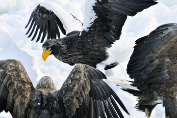 Stellers Sea-eagle and White-tailed Eagle, Steller-zeearend en Zeearend, Haliaeetus pelagicus, Haliaeetus albicilla,