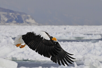 Stellers Sea-eagle, Steller-zeearend, Haliaeetus pelagicus