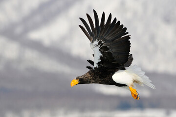 Stellers Sea-eagle, Steller-zeearend, Haliaeetus pelagicus