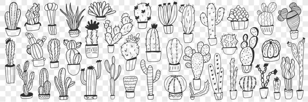 Cactus in pots doodle set. Collection of hand drawn various cactus plants in pots for home growing isolated on transparent background. Illustration of exotic mexican plants for care at home 