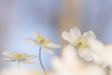 Naklejka na ściany i meble Wood anemone,Anemone nemorosa,white spring flowers with sunlight in nature