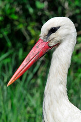Ooievaar, White Stork, Ciconia ciconia