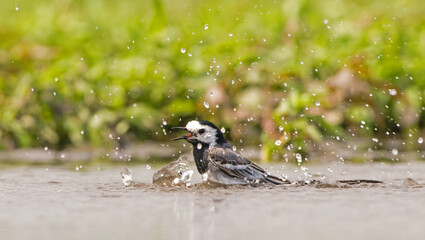 Witte kwikstaart, White Wagtail, Motacilla alba
