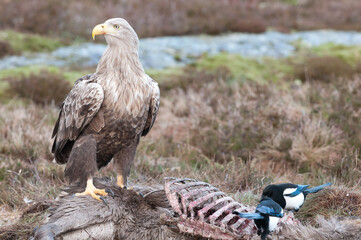 Zeearend, White-tailed Eagle, Haliaeetus albicilla