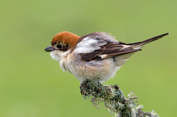 Roodkopklauwier, Woodchat Shrike, Lanius senator