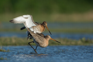 Grutto, Black-tailed Godwit, Limosa limosa
