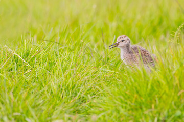 Tureluur, Common Redshank, Tringa totanus