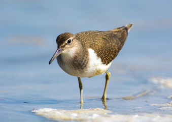 Oeverloper, Common Sandpiper, Actitis hypoleucos