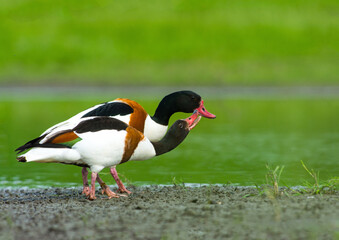 Bergeend, Common Shelduck, Tadorna tadorna