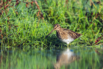 Watersnip, Common Snipe, Gallinago gallinago