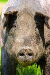 Varken, domestic Pig