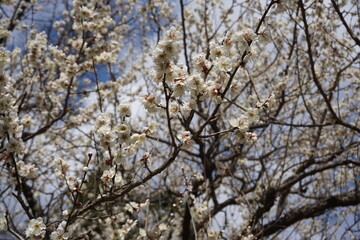見上げた梅の花と青空