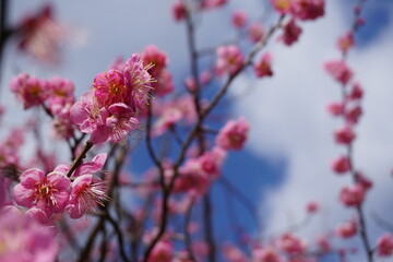 見上げた梅の花と青空