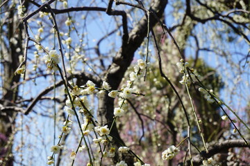 見上げた梅の花と青空