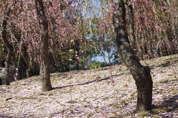 京都　春の満開の梅の花　イメージ