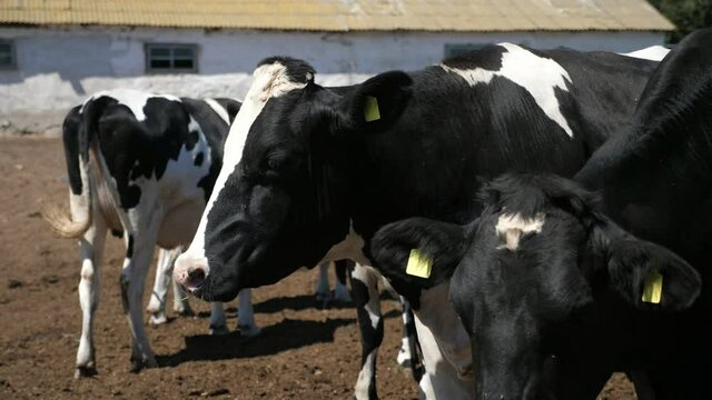 Several cows standing on a big farm outsides and relaxing in summer in slo-mo