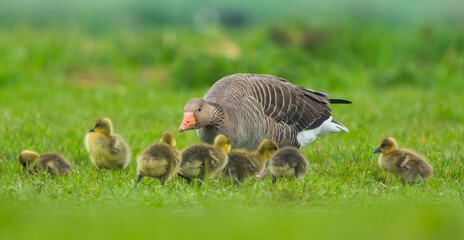 Grauwe Gans, Grey-lag Goose, Anser anser