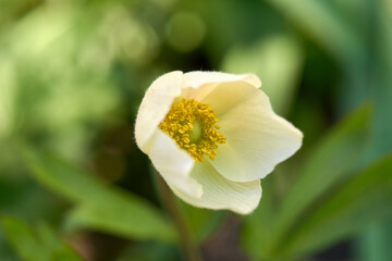 Obraz na płótnie Canvas White delicate anemone flower in the spring garden