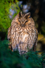 Ransuil, Long-eared Owl, Asio otus