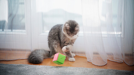 Beautiful gray fluffy kitten playing with paper toy on the floor of the house on the carpet by the window