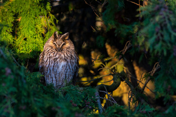 Ransuil, Long-eared Owl, Asio otus