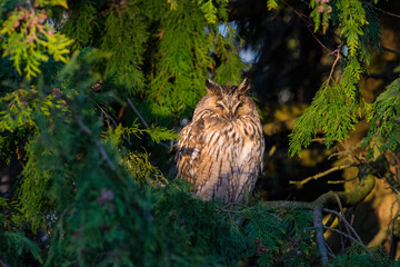 Ransuil, Long-eared Owl, Asio otus