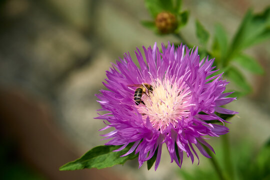 Centaurea dealbata. Detail and macro, purple flower with bees in the garden