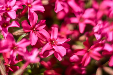 Gilliflower in the park, Macro gilliflower. Flora, background