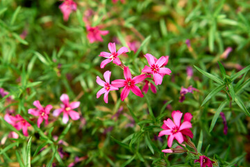 Gilliflower in the park, Macro gilliflower. Flora, background