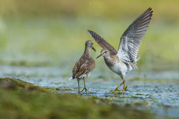 Bosruiter, Wood Sandpiper, Tringa glareola