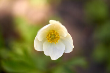 White delicate anemone flower in the spring garden