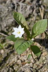 Trientalis europaea flower blooms in the forest