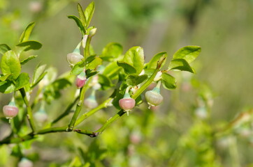 A branch of flowering blueberry (Lat. Vaccinium myrtillus) close-up