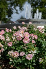 Fototapeta na wymiar Bush of terry tea rose of gradient white-pink shade on a sunny day