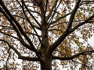 Autumn sketch: plane tree trunk with numerous branches